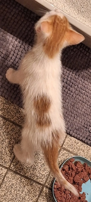 Hauskatzenbabys