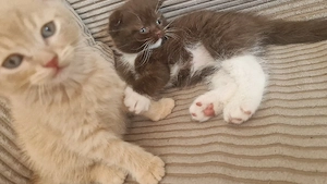 emmet (ragdoll bkh mix) sucht sein 5* zuhause