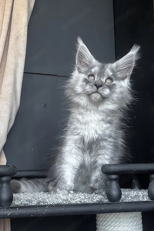 Ein süßes, 3 Monate altes Maine-Coon-Kätzchen sucht ein liebevolles Zuhause für immer.   