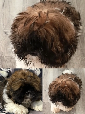 Welpen Reinrassige shih tzu 