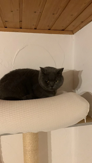 Bkh katze grau zu verkaufen 