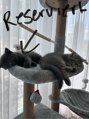 BKH Kitten