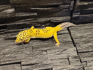 0.1 tangieren Tornado Het Eclipse  Leopardgecko
