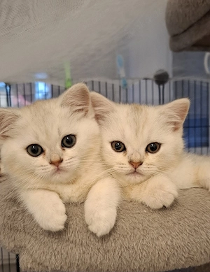Bkh kitten 