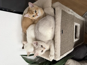 BKH Maus sucht ihr für immer Zuhause