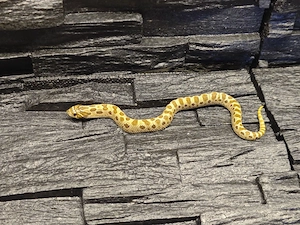 1.0 (Arctic) Conda Het ppa 