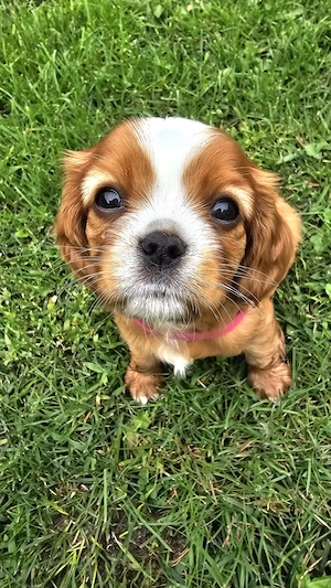 King Charles Cavalier Spaniel