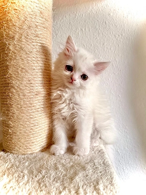 Perser Kitten suchen schönes zu Hause 
