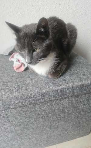 Lieber Kater schweren Herzens abzugeben Jahre alt  