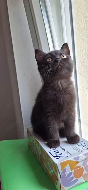 BKH Kitten zu verkaufen   5 Monate alt