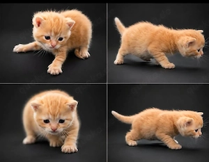 Wunderschöne Britisch Kurzhaar Kitten suchen ein liebevolles Zuhause