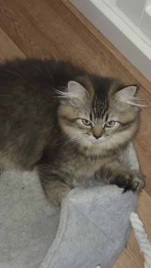 BLH Babykatze Mädchen 