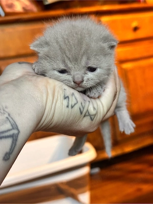 BKH kitten 