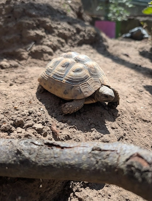 Junge griechische Landschildkröte sucht ein neues zuhause