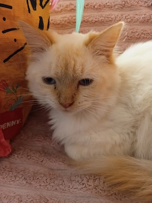Thor und Odin(Red Tabby Perser)suchen zusammen ihren Dosenöffner Bild 4