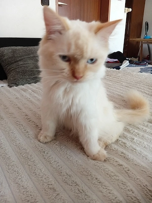Thor und Odin(Red Tabby Perser)suchen zusammen ihren Dosenöffner Bild 3