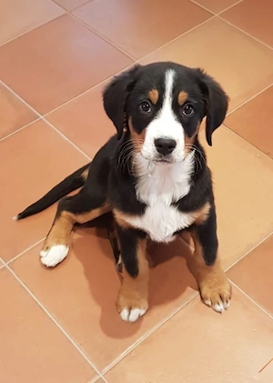 Großer Schweizer Sennenhund 
