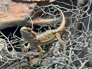 Bartagame samt Terrarium