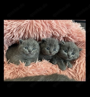 Britisch Kurzhaar Kater