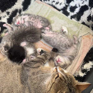 babykatze 