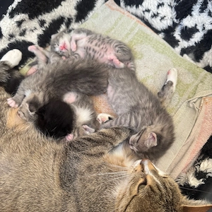 babykatze 