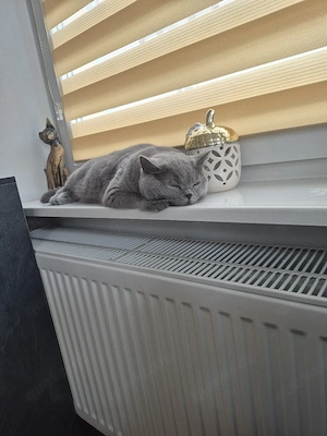 British blau Kurzhaar  katze 