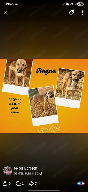 ragna sucht ab oktober 