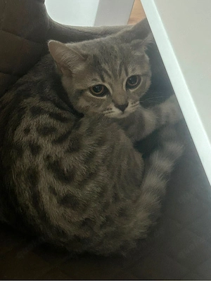 BKH Kitten (Nur noch 3 von 5 da)