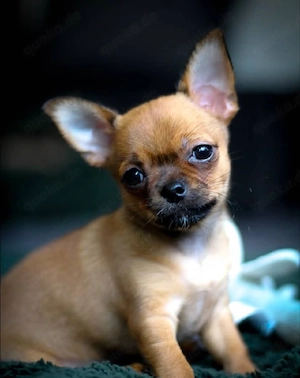    Wunderschöne Chihuahua-Welpen mit liebevollem Charakter suchen ein Zuhause