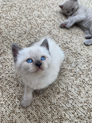 BKH Kitten