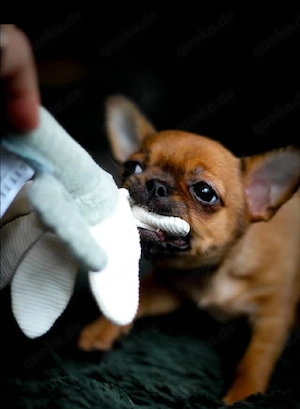 Wunderschöne Chihuahua-Welpen suchen ein liebevolles Zuhause    Writing Unsere 