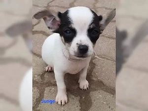    Exklusive Chihuahua-Welpen   Treue Begleiter fürs ganze Leben   