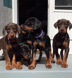 Sweet Dobermann Welpen