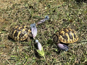 2 Griechische Landschildkröten, Sommer 2025 geschlüpft, entwurmt, mit CITES Papieren