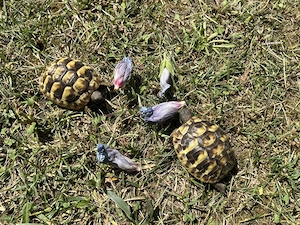 2 Griechische Landschildkröten, Sommer 2025 geschlüpft, jährlich entwurmt, mit CITES Papieren Bild 2