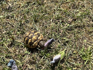 2 Griechische Landschildkröten, Sommer 2025 geschlüpft, jährlich entwurmt, mit CITES Papieren Bild 4