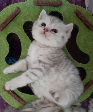 Nur noch 2 Kitten frei! BKH British Kurzhaar Silver-, black-tabby ab September abgabebereit   