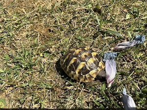 2 Griechische Landschildkröten, Sommer 2025 geschlüpft, jährlich entwurmt, mit CITES Papieren Bild 3