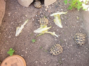 Landschildkröten zu verkaufen
