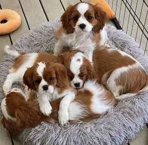 cavalier king charles spaniel welpen