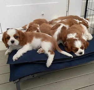 Cavalier king Charles Spaniel welpen