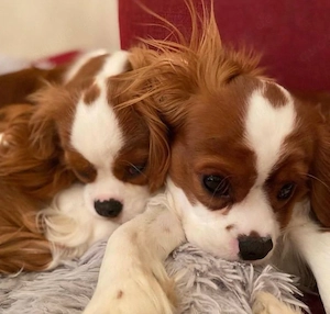 Cavalier king charles spaniel welpen
