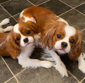 Cavalier king charles spaniel welpen