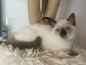 Birma-Bkh Kitten