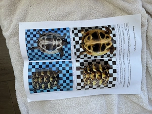 2 Griechische Landschildkröten, Sommer 2025 geschlüpft, jährlich entwurmt, mit CITES Papieren Bild 9