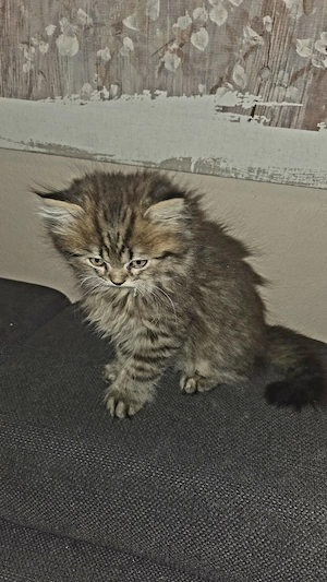BLH Babykatze Mädchen 