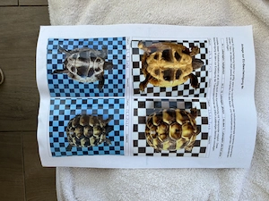 2 Griechische Landschildkröten, Sommer 2025 geschlüpft, jährlich entwurmt, mit CITES Papieren Bild 7