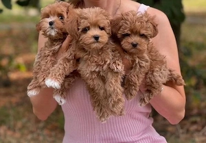 F1 maltipoo mini welpen