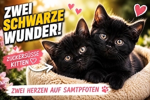2 Kitten Katzenbaby Katzenkind Kätzchen ab sofort abzugeben