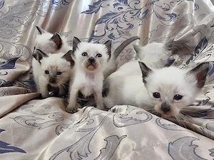 Siam Heilige Birma Mix Kitten 